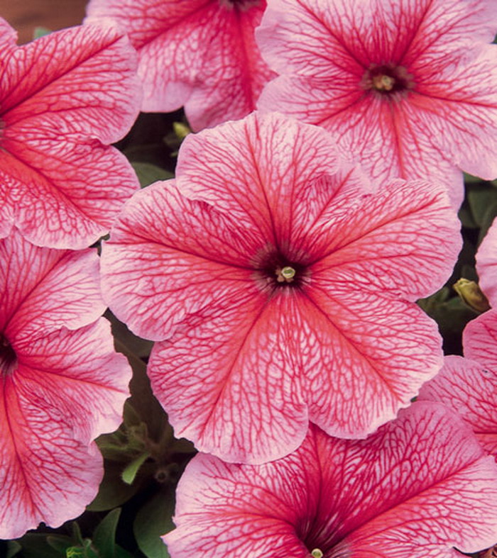 Петуния мультифлора Мираж Спринг